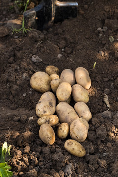 Fresh Vegetables Potato. Young Ripe Yellow Potatoes On Agricultural Ground Top View.