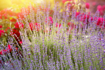 Naklejka premium Lavender bushes closeup on sunset. Sunset gleam over purple flowers of lavender. Provence region of France.