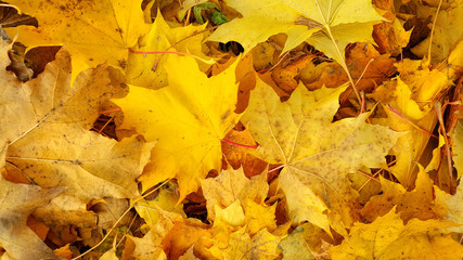 Naklejka na ściany i meble Bright yellow autumn background from fallen golden foliage of maple tree