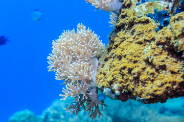 White coral on a reef of the red sea.