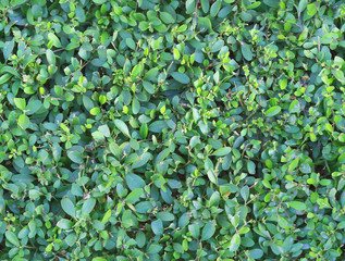 Seamless texture of green leaves. Tiles. Natural photo background. Any size