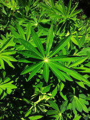 Green leaves background