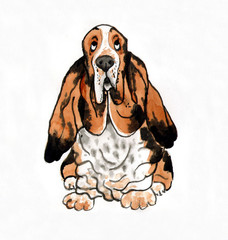 Рисунок собаки акварелью "Бассет-хаунд"