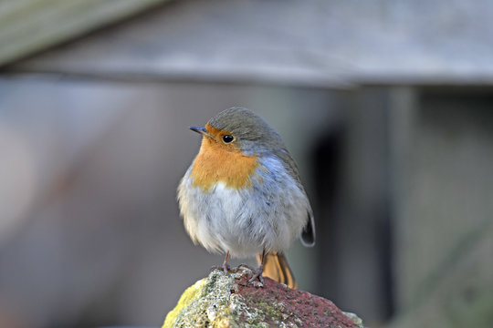 Rotkehlchen (Erithacus rubecula) - robin 