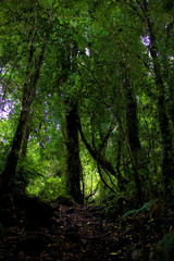 Naklejka premium Patagonian green rainforest