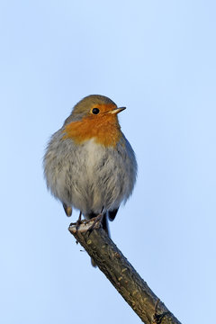 Rotkehlchen (Erithacus rubecula) - robin 