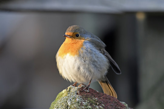 Rotkehlchen (Erithacus rubecula) - robin 