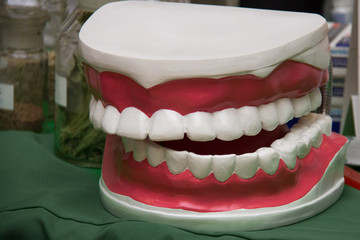  Plastic model of a large artificial jaw