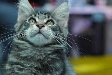 cat cats kot koty © Nadia