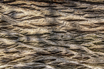 Gray-green tree bark as a background. Pattern. Horizontal.