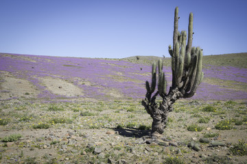 Dessert Bloom.