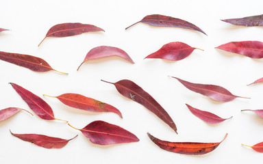 Directly above view of red eucalyptus leaves arranged on white background