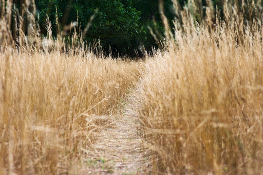 Kleiner Wanderweg in einer gelben Wiese