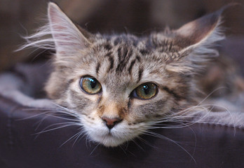cat kot
