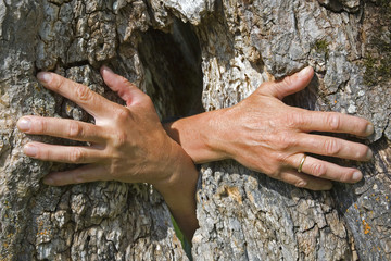Geisterhände aus einem Baum wachsend © Hans und Christa Ede