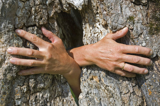 Geisterh&auml;nde aus einem Baum wachsend