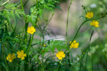 Little yellow Buttercups flowers of Genus Ranunculus over a green grass background on a bright sunny day