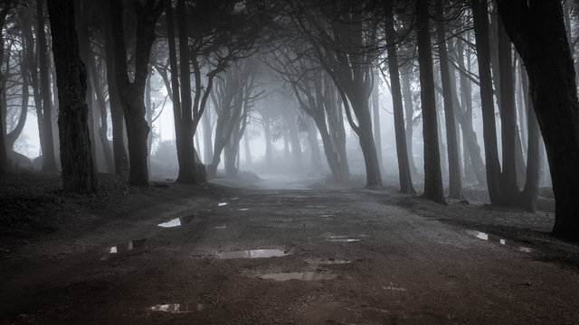 Fototapeta Path in a forest covered with mist. Arched tree branches