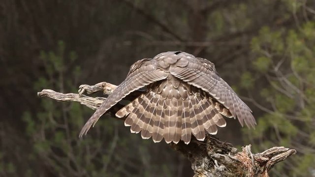 Northern goshawk. Accipiter gentilis