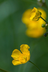 Little yellow Buttercups flowers of Genus Ranunculus over a green grass background on a bright sunny day
