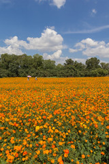 orange cosmos field and sky
