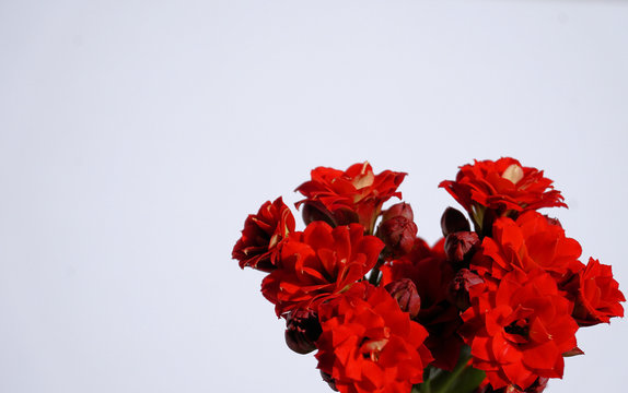 Red blooming flowers on a blank white background. Horizontal design backdrop.