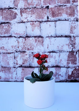 Red flowers in a white vase on a brick backdrop.