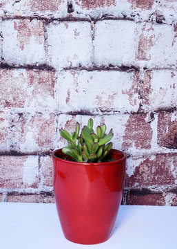 Red tipped succulent in a red vase against brick background. Vertical design.