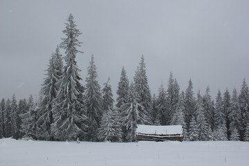 a lonely house in a snow-covered forest, Carpathians
