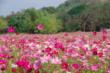 Obraz premium pink cosmos field and sky