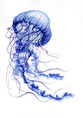 Рисунок акварелью "Синяя медуза"