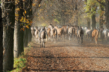 horses koń konie