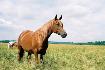 horses koń konie - obrazy, fototapety, plakaty