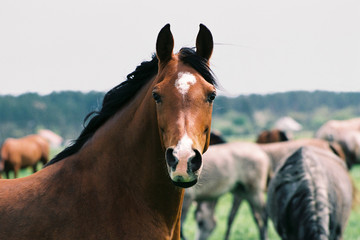 horse horses koń konie © Nadia