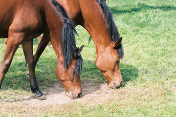 horse horses koń konie © Nadia