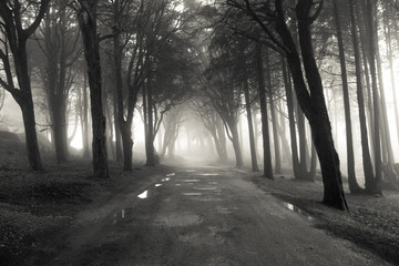 Fototapeta premium Path in a forest covered with mist. Arched tree branches