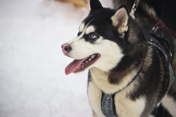 Siberian Husky dog black and white colour with blue eyes