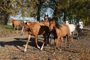 horse horses koń konie © Nadia