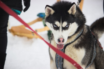 Siberian Husky dog black and white colour with blue eyes
