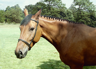 horse horses koń konie © Nadia