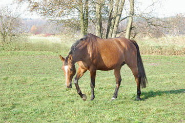 horse horses koń konie © Nadia
