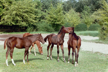 horse horses koń konie