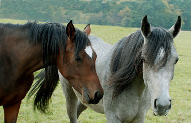 horse horses koń konie