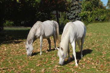 Obraz na płótnie Canvas horse horses koń konie