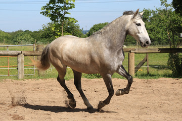 Fototapeta premium Pferd auf Pferdekoppel