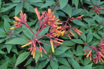 red flower buds close