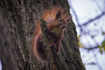 The protein sits on the tree