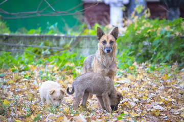 homeless dog along with their puppets