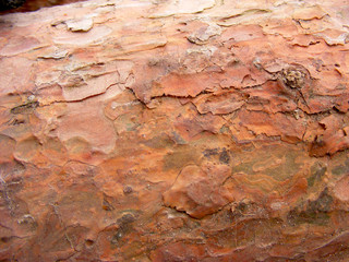 Bark of Pine Tree