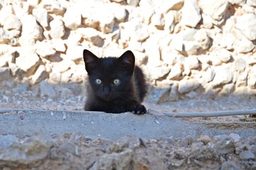Small black kitten